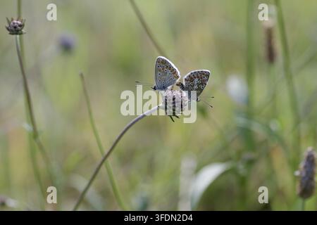 Common Blue (Polyommatus icarus), Paarung, Wiese Stockfoto