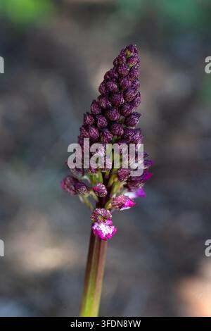 Nahaufnahme von Wilder Purpur-Orchidee (Orchis Purpurea) in der Natur blühend Stockfoto