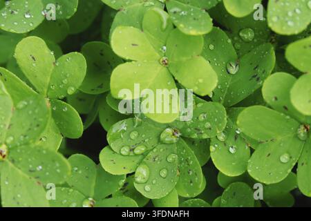 Frische Tautropfen ruhen auf glatten smaragdgrünen Oxalisblättern nach dem Frühlingsregen und erzeugen funkelnde prismenartige Reflexionen und eine lebendige Makroansicht von Medite Stockfoto