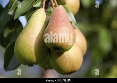 Saftige reife Birnen hängen an einem Ast im Garten in den Strahlen der untergehenden Sonne. Frische Sommervitaminernte. Konzept der richtigen Ernährung Stockfoto
