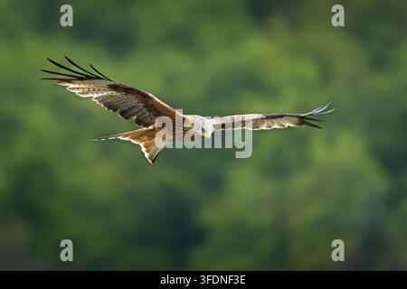 Roter Milan (Milvus milvus) im Flug vor grünem Hintergrund von Bäumen Stockfoto