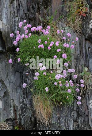 Strandflieder, Meeresflieder oder Meeresrosale, Armeria maritima, Plumbaginaceae. Küste von Pembrokeshire, Südwales, UK. Meeresflieder (Armeria maritima). Stockfoto