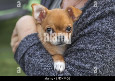 Süßer brauner Chihuahua-Welpe mit großen ausdrucksstarken Augen ruht in den Armen einer Frau, die in einen kuscheligen grauen Pullover gehüllt ist, Nahaufnahme im Freien, Haustierpflege und Begleitung Stockfoto