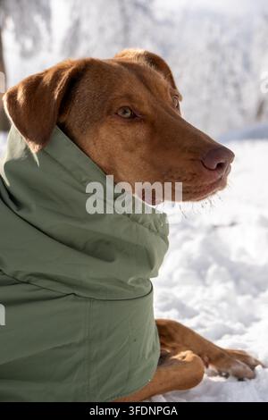 Rötlich brauner Hund in einem grün gepolsterten Mantel sitzt ruhig in einer verschneiten Winterlandschaft, perfekt für Haustierpflege- und Lifestyle-Konzepte. Stockfoto