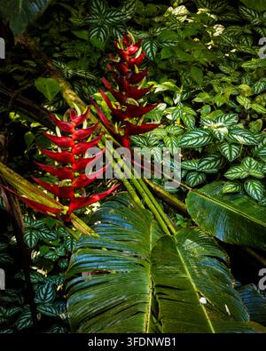 Rote Helikonienblüten im Nationalpark La Amistad, Provinz Chiriqui, Republik Panama, Mittelamerika. Stockfoto