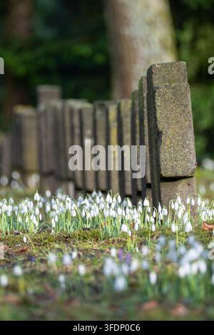 Zarte weiße Schneeglöckchen bedecken einen moosigen Garten neben verwitterten Steinpfosten und versprühen die Ruhe des frühen Frühlings. Stockfoto