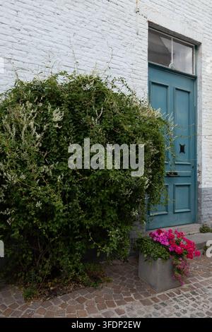 Blau gestrichene Tür neben dichten grünen Kletterpflanzen und hellen Blumen an einer weißen Backsteinfassade im historischen Zentrum von Brügge Brugge Westflandern Stockfoto