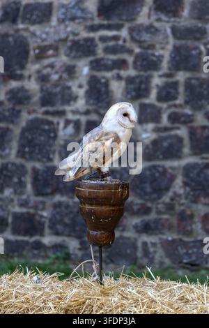 Eulenfalter, der auf einem hölzernen Block als Sitzstange vor einem alten Steinmauerhintergrund sitzt. Stockfoto