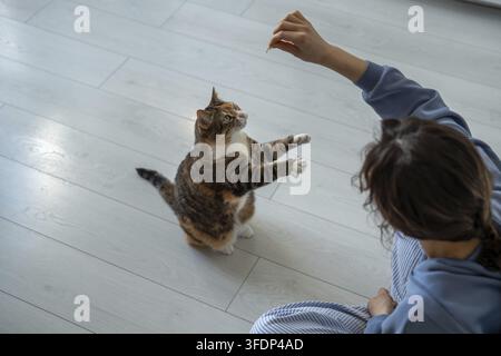 Die verspielte Calico-Katze springt auf die Hinterbeine und versucht, Leckerbissen von der liebevollen Hand des Besitzers zu erwischen. Kurioser, flauschiger Katzentrick, auf Hinterpfoten aufzustehen. Handeln Stockfoto