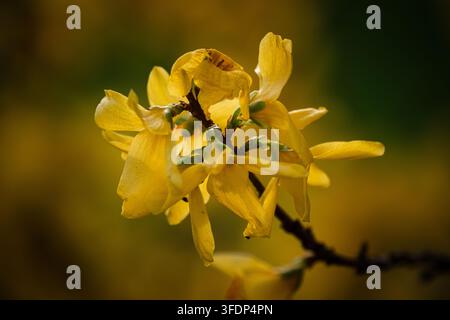 Nahaufnahme von lebhaften Forsythienblüten an einem dunklen Ast, ideal für Frühlings-, Natur- und Gartenthemen. Stockfoto