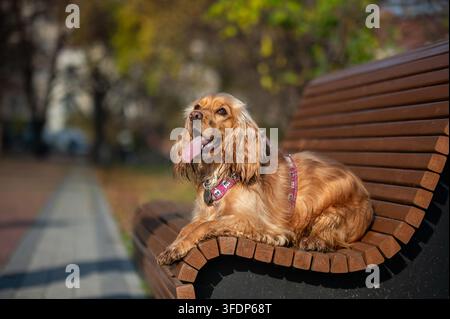 Englischer Cocker Spaniel liegt bequem auf einer Holzbank in einem Herbstpark. Ruhiger Begleithund genießt einen friedlichen Moment im Freien, umgeben von Stockfoto