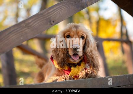 Schönes Porträt eines goldenen English Cocker Spaniels, der hinter einer Holzkonstruktion liegt, umgeben von Herbstlaub. Stockfoto