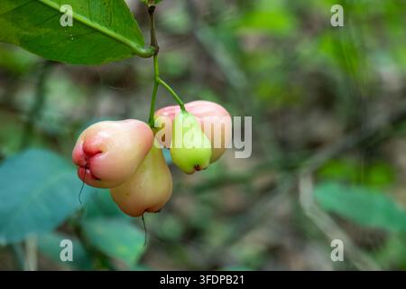 Rosa Wasseräpfel reifen an einem dünnen Stiel vor einem verschwommenen grünen Hintergrund. Halbreife Rosenäpfel baumeln nahe an einem großen dunklen Blatt. Stockfoto