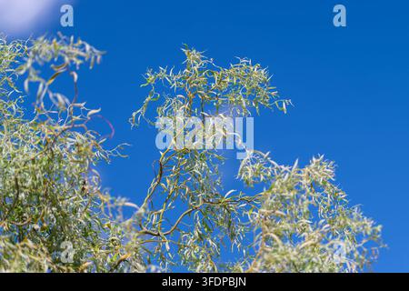 Zarte verdrehte Äste von Salix matsudana Tortuosa strecken sich zum strahlend blauen Himmel und schimmern im warmen Sonnenlicht, während sie Textur zum s hinzufügen Stockfoto