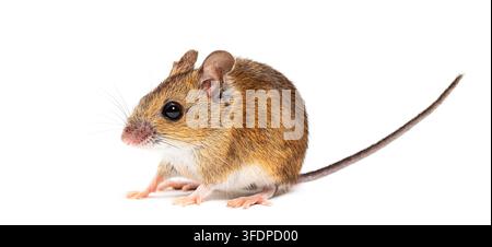Waldmaus zeigt ihr braunes Fell, große Augen und langen Schwanz Stockfoto
