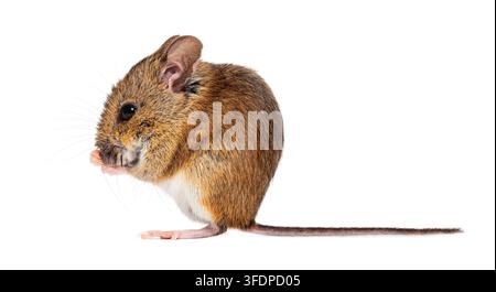 Waldmaus Apodemus sylvaticus putzt sich mit den Vorderpfoten das Gesicht, isoliert auf weißem Hintergrund Stockfoto