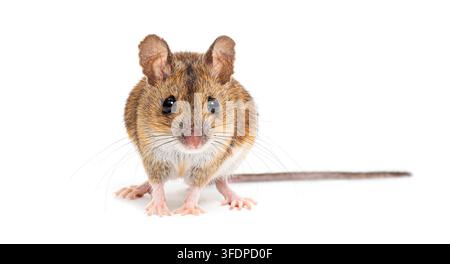 Waldmaus, Apodemus sylvaticus, schaut direkt in die Kamera Stockfoto
