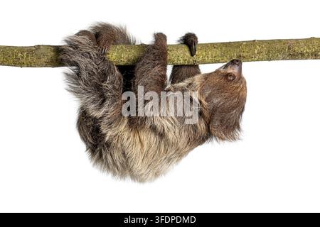 Linnaeus' Zweifinger-Faultier, Choloepus didactylus, hängt kopfüber von einem Ast und schaut nach oben Stockfoto