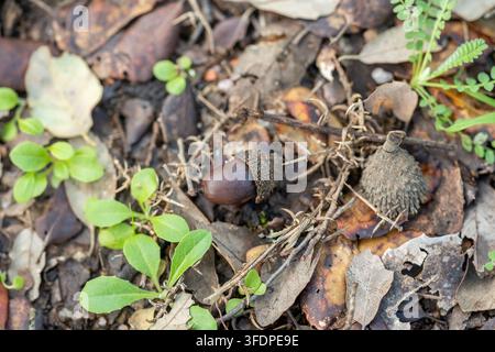 Nahaufnahme von Eicheln und Eichelkappen, die auf einem blättrigen Waldboden mit kleinen grünen Sämlingen und Zweigen ruhen, die Herbst, Natur, Wachstum und Waldökologie evozieren Stockfoto