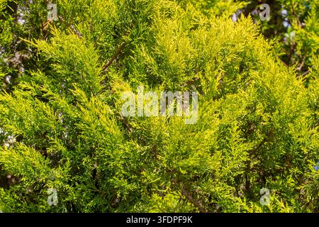 Vollformat-Textur von hellen gelbgrünen Zitronenzypressblättern in einem sonnigen Garten Stockfoto
