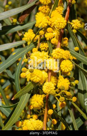 Nahaufnahme von leuchtend gelben Mimosenblüten Acacia saligna, die im Frühling am Ast blühen Stockfoto
