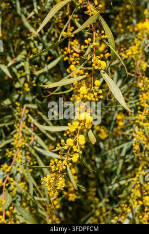 Nahaufnahme von leuchtend gelben Mimosenblüten Acacia saligna, die im Frühling am Ast blühen Stockfoto