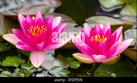 Rosa Seerose Nymphaea zwei lebhafte Lotusblüten, die im Teichwasser blühen Stockfoto
