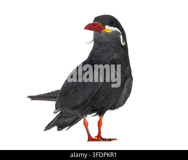 Inka-Tern, Larosterna inca, stehend auf einem sauberen weißen Hintergrund Stockfoto