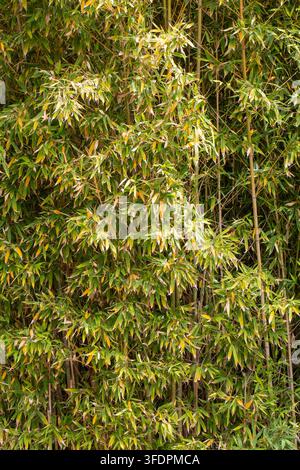 Üppiger grüner Bambuswald mit dichtem Laub der Bambusoideae-Arten Stockfoto