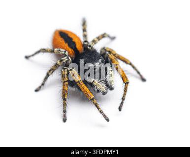 Männliche Rotbauch-Springspinne, Philaeus chrysops, isoliert auf Weiß Stockfoto