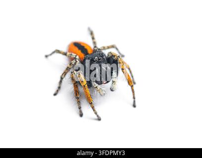 Männliche Rotbauch-Springspinne, Philaeus chrysops, isoliert auf Weiß Stockfoto