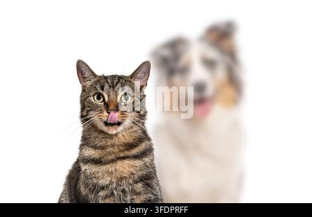 Hauskatze mit gestreiftem Fell, die mit hungrigem Gesichtsausdruck die Lippen leckt, ein unscharfer Hund im Hintergrund Stockfoto