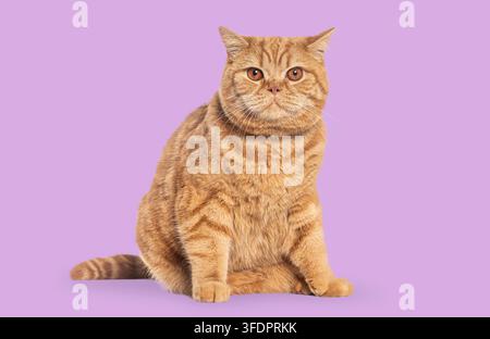 Orangener getigerter Britisch Kurzhaar-Kater sitzt und schaut in die Kamera Stockfoto
