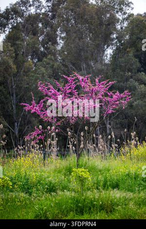 Blühender Rosa Cercis Siliquastrum (Judasbaum) auf einer Frühlingswiese mit Wildblumen Stockfoto