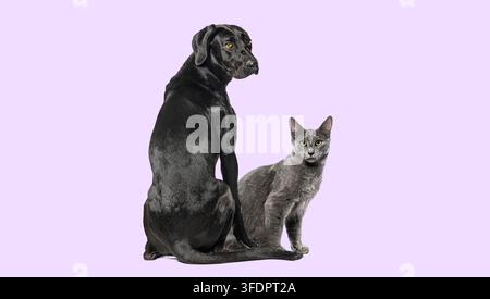 Schwarzer Haushund und graue Katze sitzen nebeneinander auf einem helllila Hintergrund Stockfoto