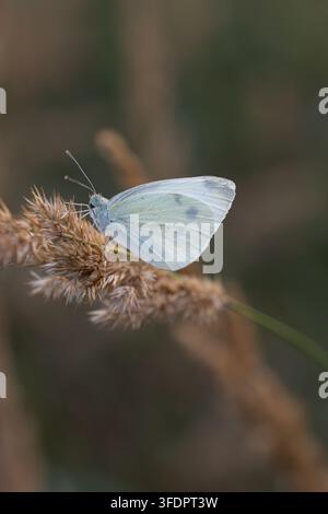 Kleiner Kohlweißling Pieris rapae ruht auf trockenem Gras in einer natürlichen Wiese Stockfoto