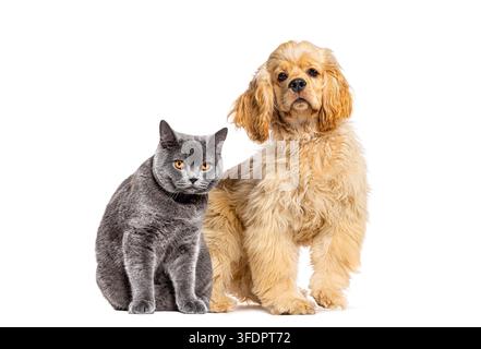Amerikanischer Cocker Spaniel Welpe und britischer Shorthair Kätzchen sitzen zusammen auf transparentem Hintergrund Stockfoto