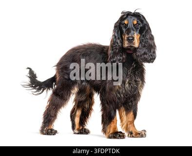 Englischer Cocker Spaniel steht und schaut in die Kamera vor weißem Hintergrund Stockfoto