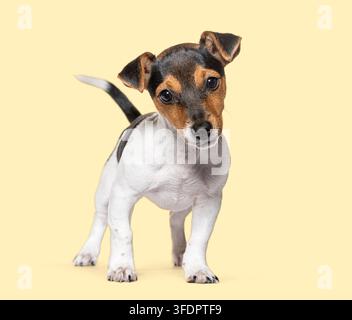 Jack-Russell-Terrier-Welpe steht auf einem schlichten gelben Hintergrund und schaut neugierig Stockfoto