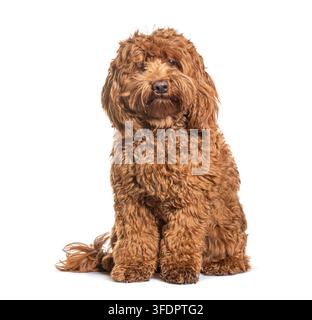 Labradoodle-Hund sitzt geduldig da und schaut nach vorne mit seinem braunen lockigen Fell Stockfoto