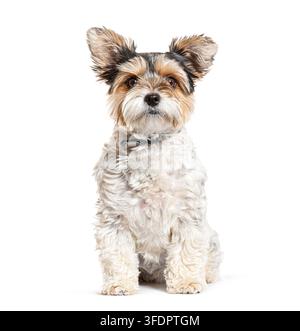 Biewer-Terrier-Hund sitzt auf weißem Hintergrund und schaut direkt in die Kamera Stockfoto