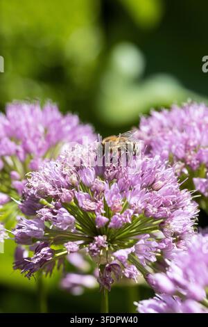 Nahaufnahme einer Biene auf einer Lauchblüte. Stockfoto