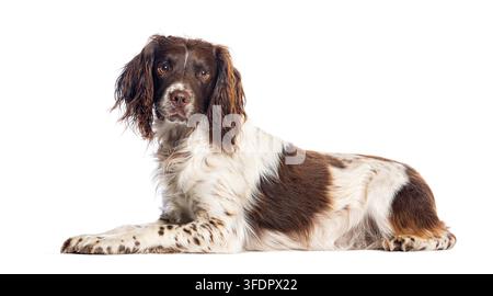 Englischer Springer Spaniel, der auf einem weißen Hintergrund liegt und in die Kamera schaut Stockfoto