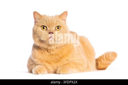 Ingwerfarbener britischer Kurzhaarkater ruht auf einem reinweißen Hintergrund Stockfoto