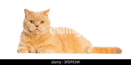 Orangefarbene britische Kurzhaar-Katze ruht auf einem weißen Hintergrund, nach vorne gerichtet Stockfoto