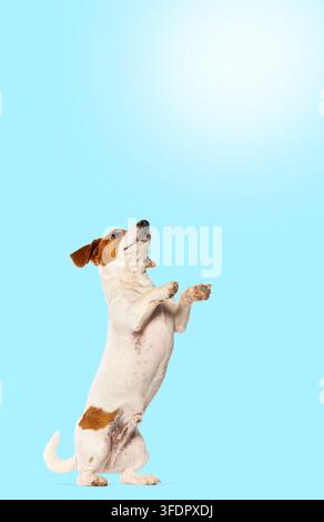 Jack-Russell-Hund steht auf den Hinterbeinen, schaut mit erhobenen Pfoten nach oben und wartet Stockfoto