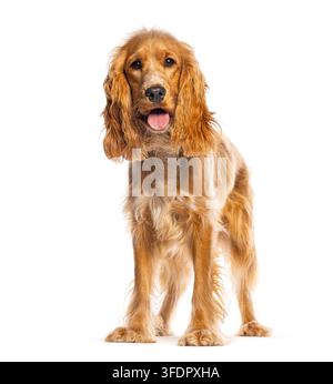 Süßer English Cocker Spaniel Welpe steht da und schaut mit offenem Mund in die Kamera Stockfoto