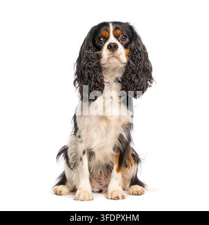 Cavalier King Charles Spaniel dreifarbiger Hund sitzt und schaut in die Kamera Stockfoto