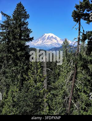 Schneebedeckter Mount Rainier, eingerahmt von immergrünen Kiefern in der Washingtoner Kaskadenkette Stockfoto