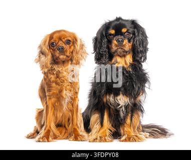 Zwei charmante Cavalier-King-Charles-Spanieller schauen nach vorne und zeigen Freundschaft Stockfoto